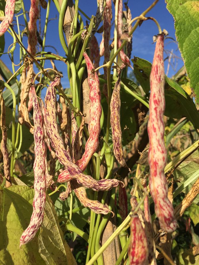 昭君眉豆2014年被农业部认定为中国农产品地理标志产品,是湖北省宜昌