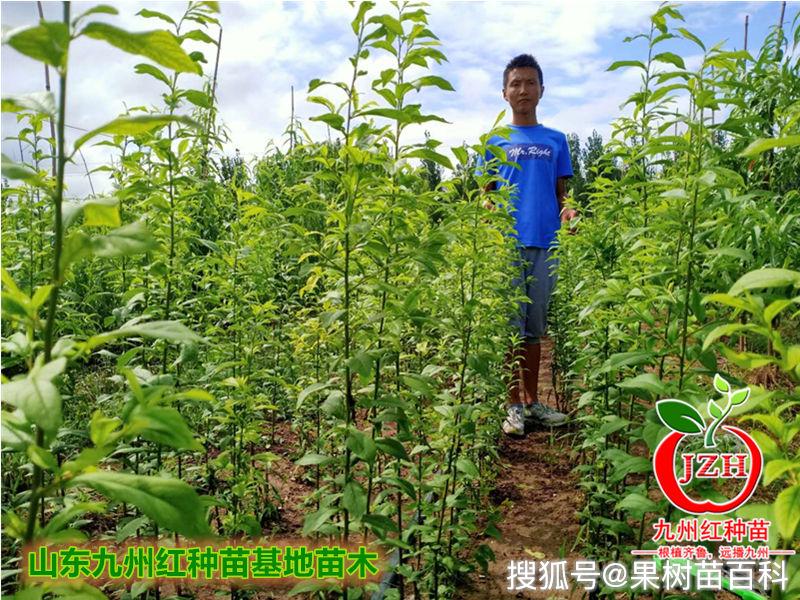 美国杏李种植条件图片