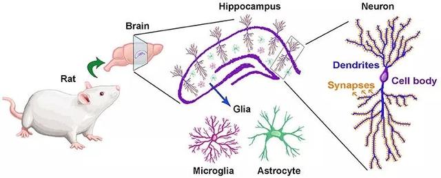 大鼠海马分区结构图图片