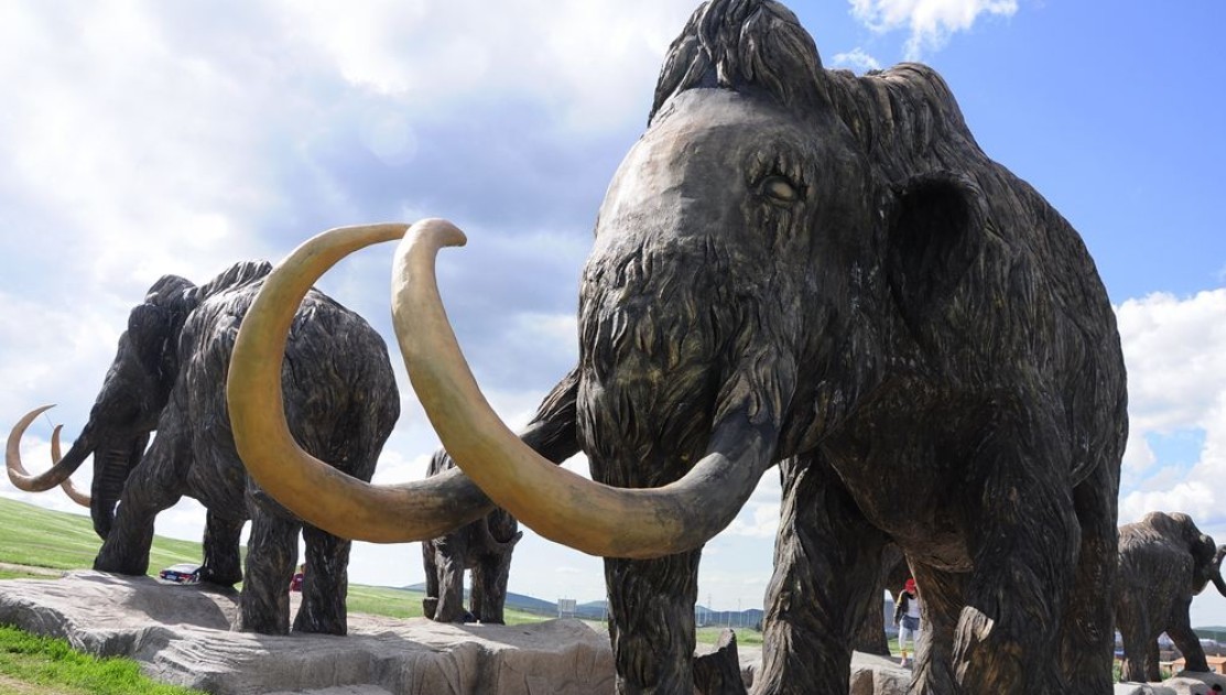 猛犸象的故乡俄罗斯有雅库特地区中国有黑龙江省青冈县