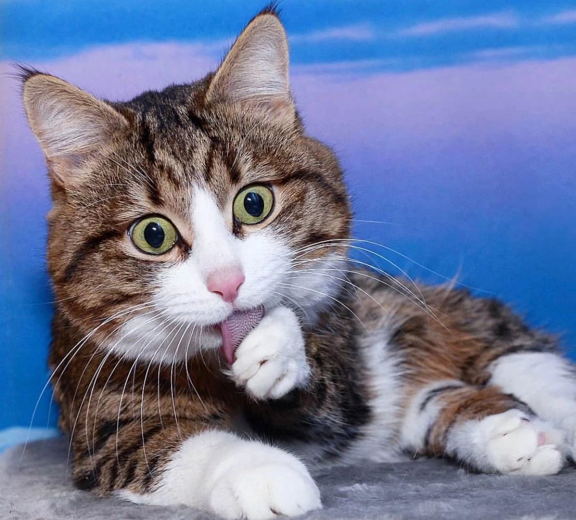 这只励志网红猫每张照片都是行走的表情包