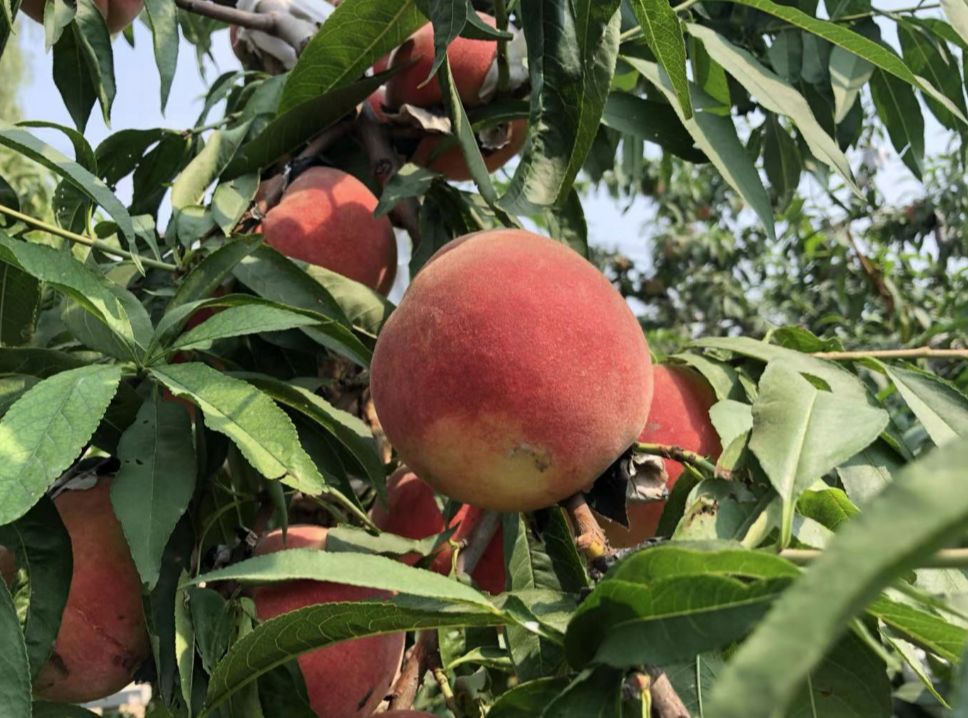 山东不仅有肥城桃蒙阴桃还有色味俱佳黄河滩蜜桃