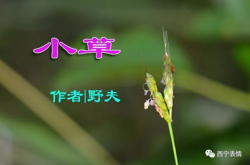 野夫小草