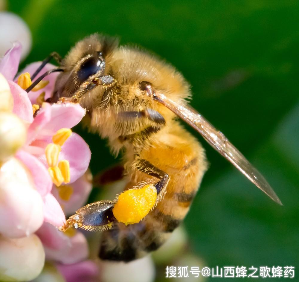蜜蜂的寿命有多长时间 蜜蜂的寿命有多长时间?
