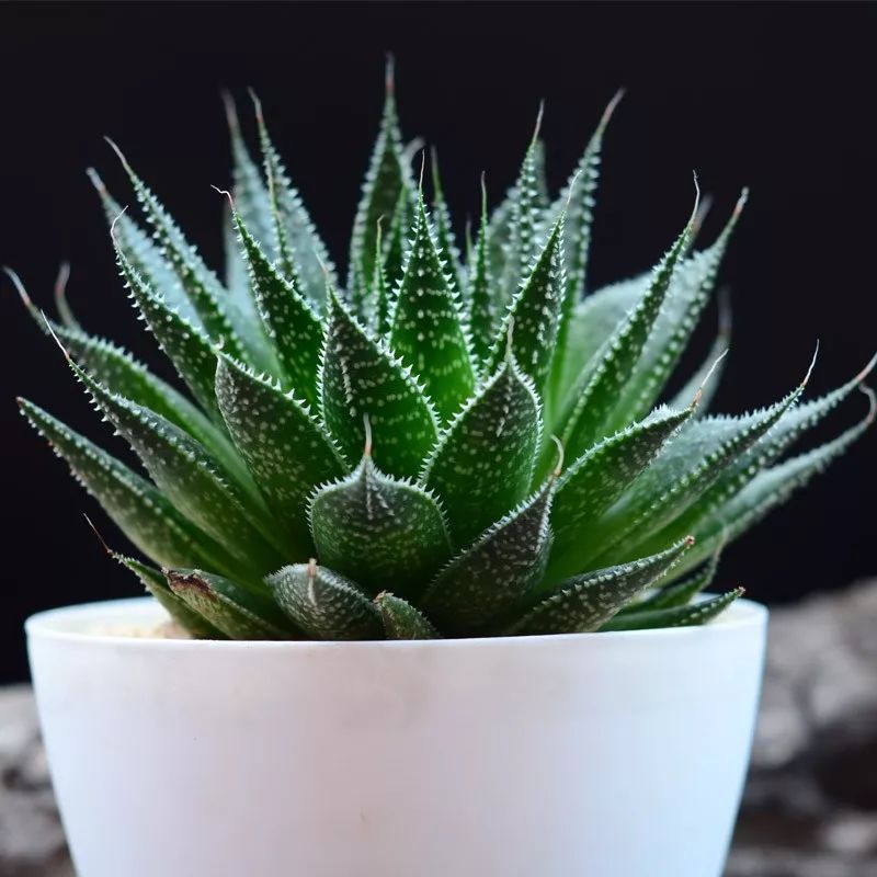 有说波路是属于芦荟属,其实属于元宝掌属,元宝掌属