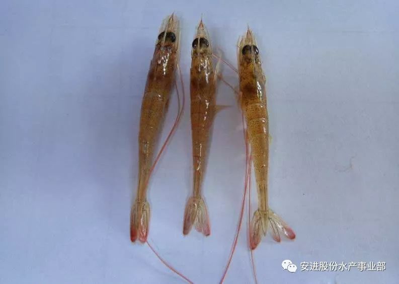 气温突降南美白虾红体又来袭如何预防秋季对虾红体病