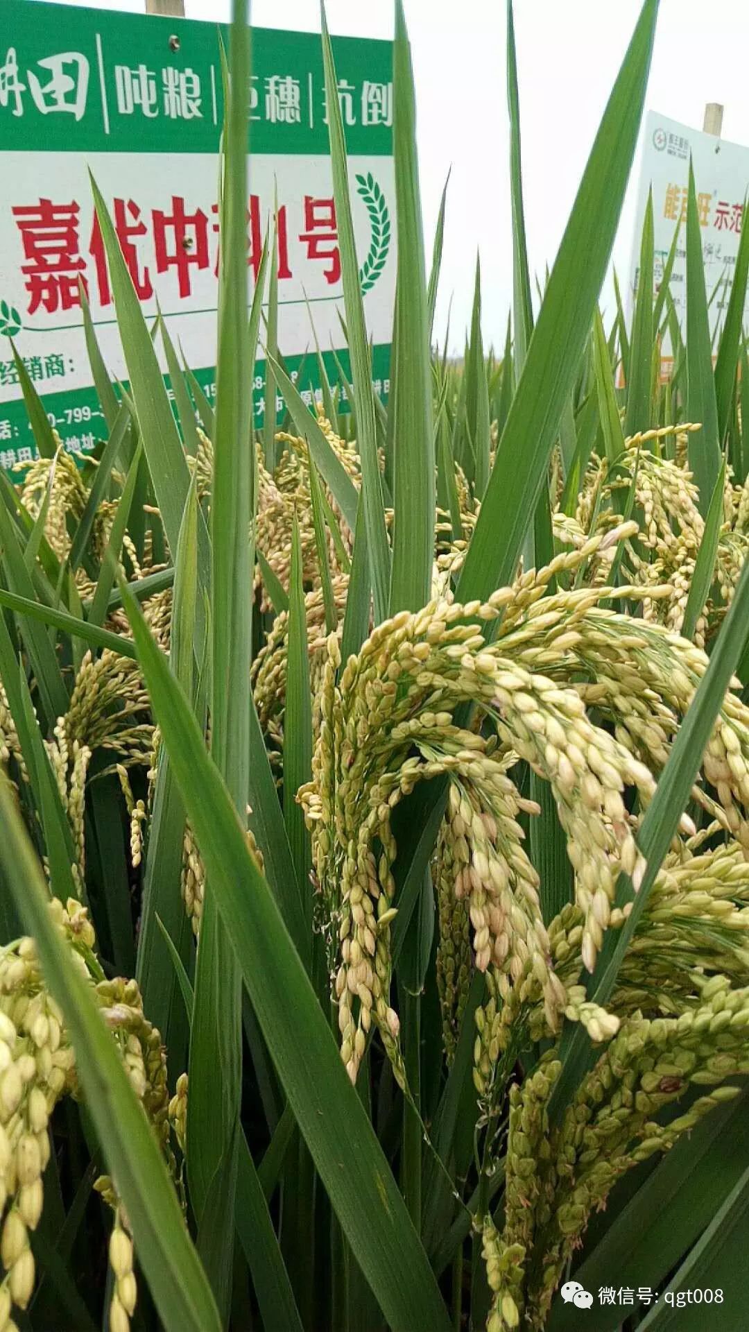 龙粳3005水稻品种简介图片