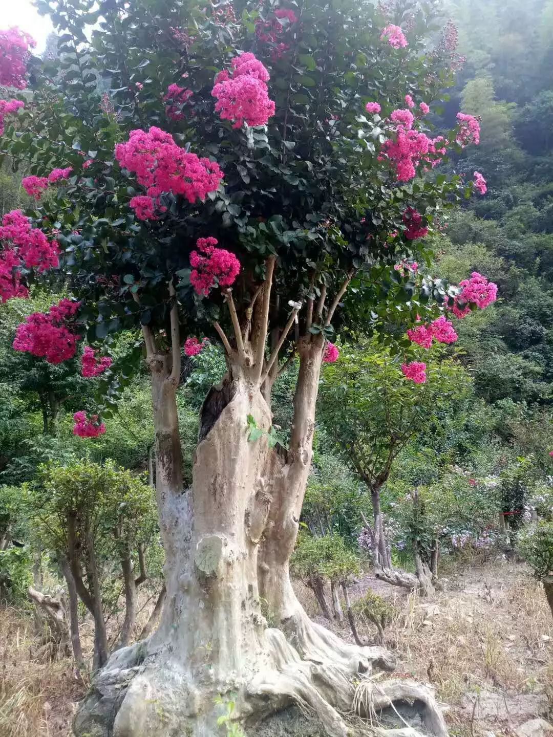 種植綠化花化樹種選擇什麼好?-速生玫紅紫薇