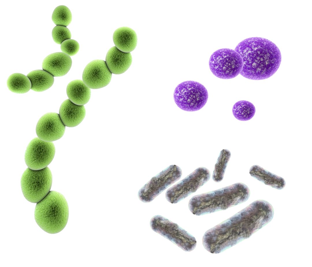 快速了解头孢呋辛酯