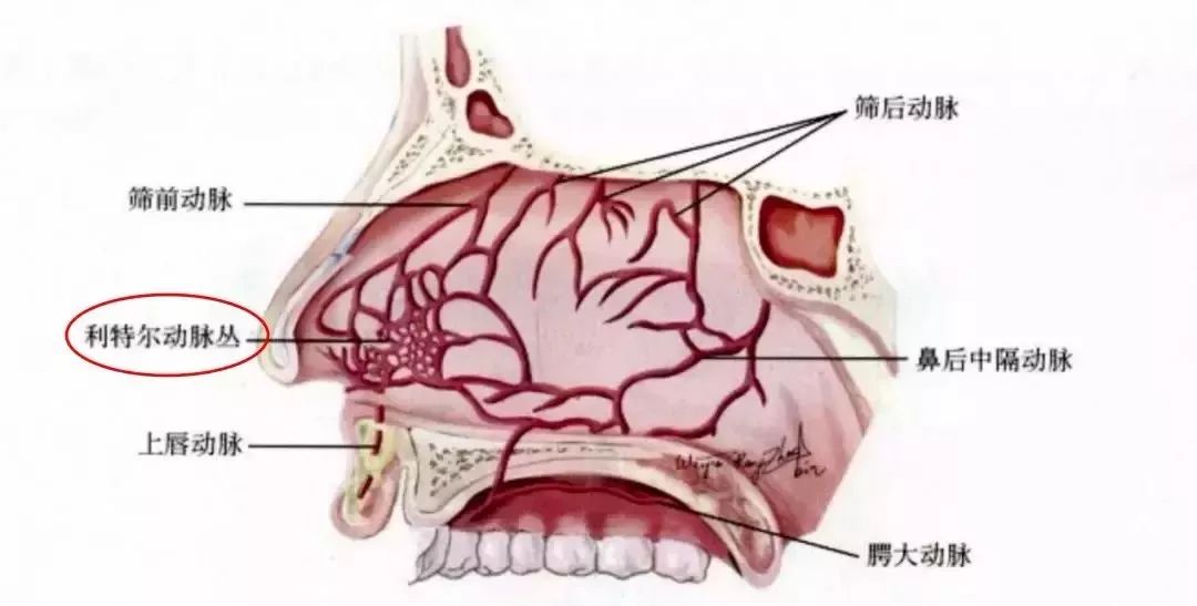秋燥易流鼻血,止血不当小心坑自己!_鼻腔