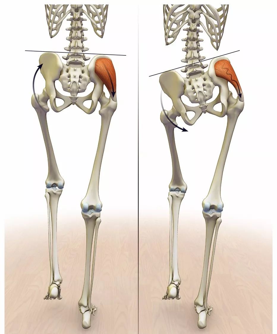 骨盆前倾和骨盆后倾图图片
