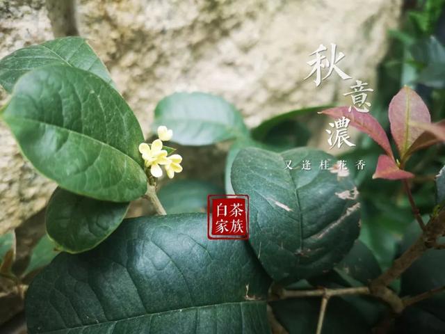 福鼎白茶:不完整的白露茶,是不是店家的箱底貨?_茶葉