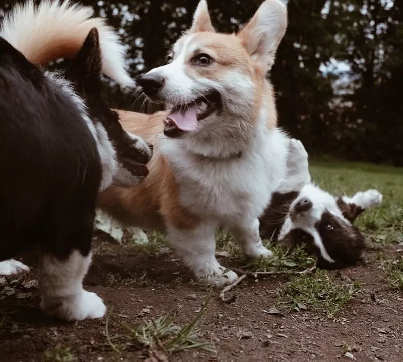 这是什么神仙柯基,长得跟奥利奥一样!_边牧
