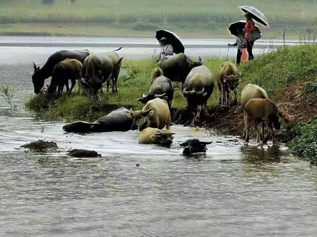 呈现你的精彩!摄影之都影友原创手机作品优选(2019.09.11)