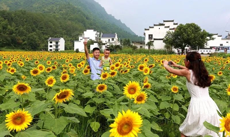 来齐云山下追寻向日葵的踪迹 伴着太阳花向阳而