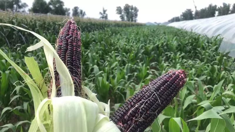 产地食材▎来自山西忻州的黑糯玉米玉米界的实力派