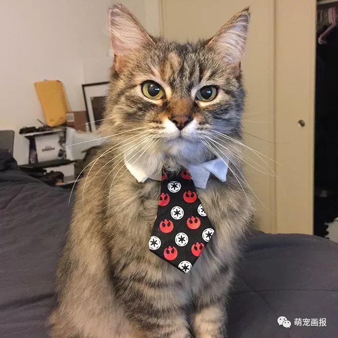 打上领带之后的猫咪绅士范儿十足