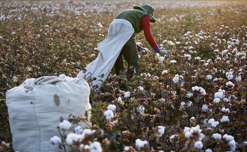 新疆棉花采摘即将开始预计今年南疆的棉花采摘期会比往年推迟一周