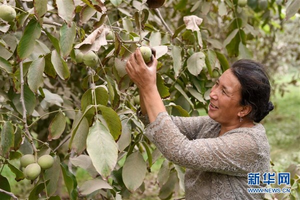 在新疆和田县罕艾日克镇,农民在采摘核桃(9月6日摄).