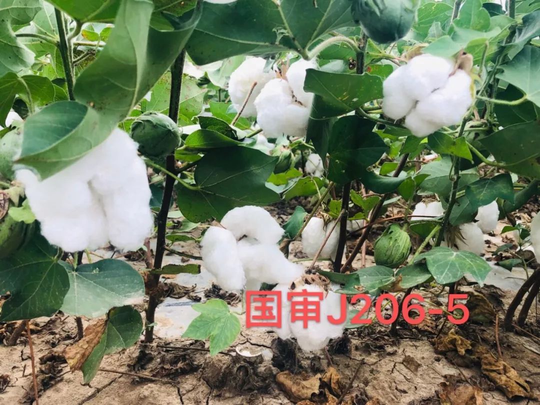 9月10日雨后抓紧打脱叶剂