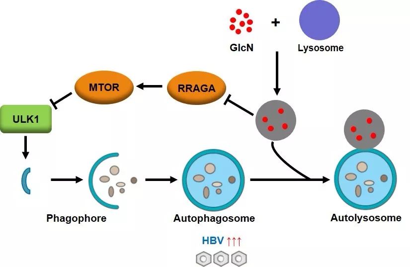 autophagy葡萄糖胺可通过双重作用增强细胞自噬水平从而