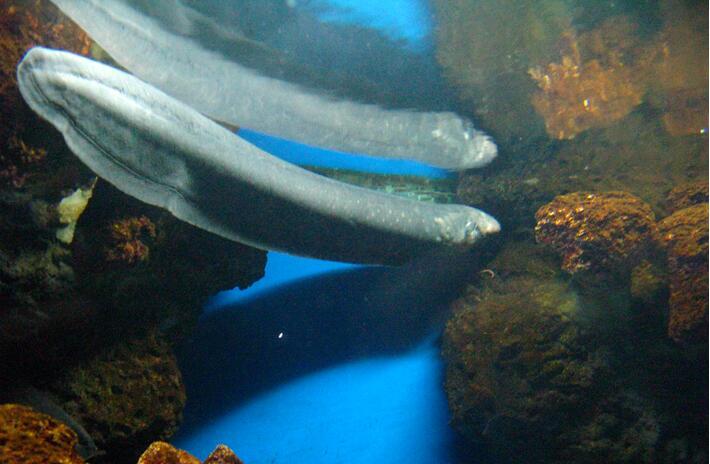 海潜爱好者没事可别招惹电鳗人称自然界游走的高压电