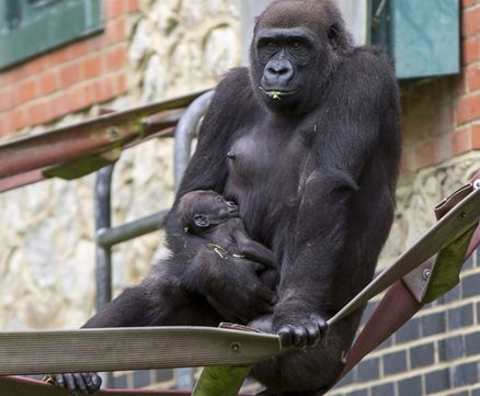 母猩猩生产后时刻将幼崽拥在怀中,称职负责的好母亲