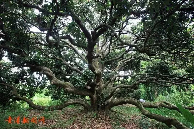 67广西最老古树有2300岁战国时期它就扎根了