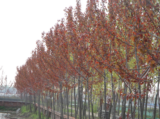 红叶杨的环保观赏价值