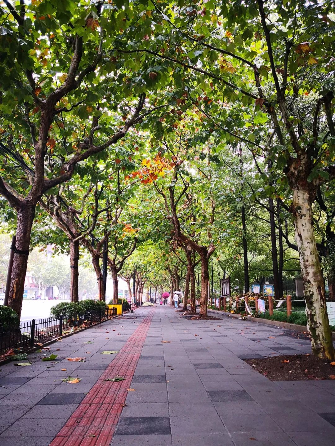 美美哒长宁又将新添一条市级林荫道