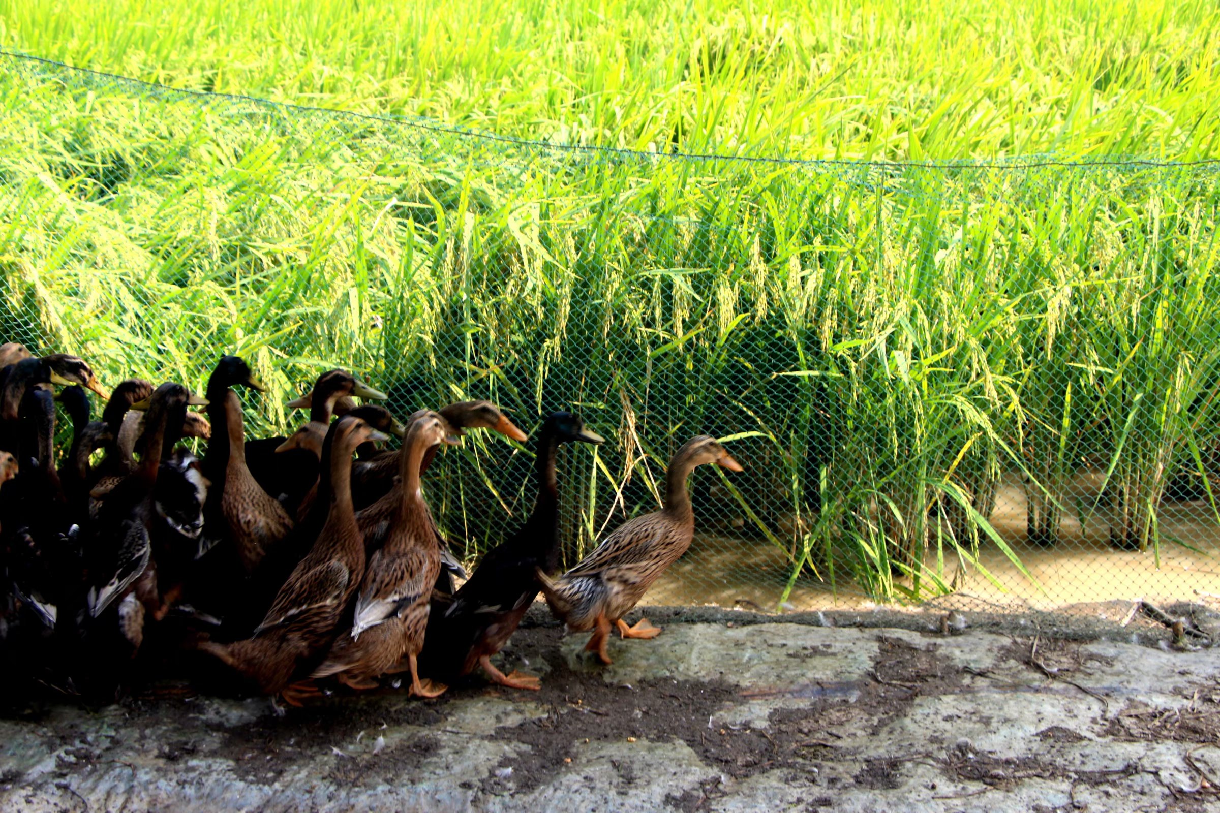江西省水禽产业技术体系稻鸭试验示范现场观摩会在九江市柴桑区岷山乡