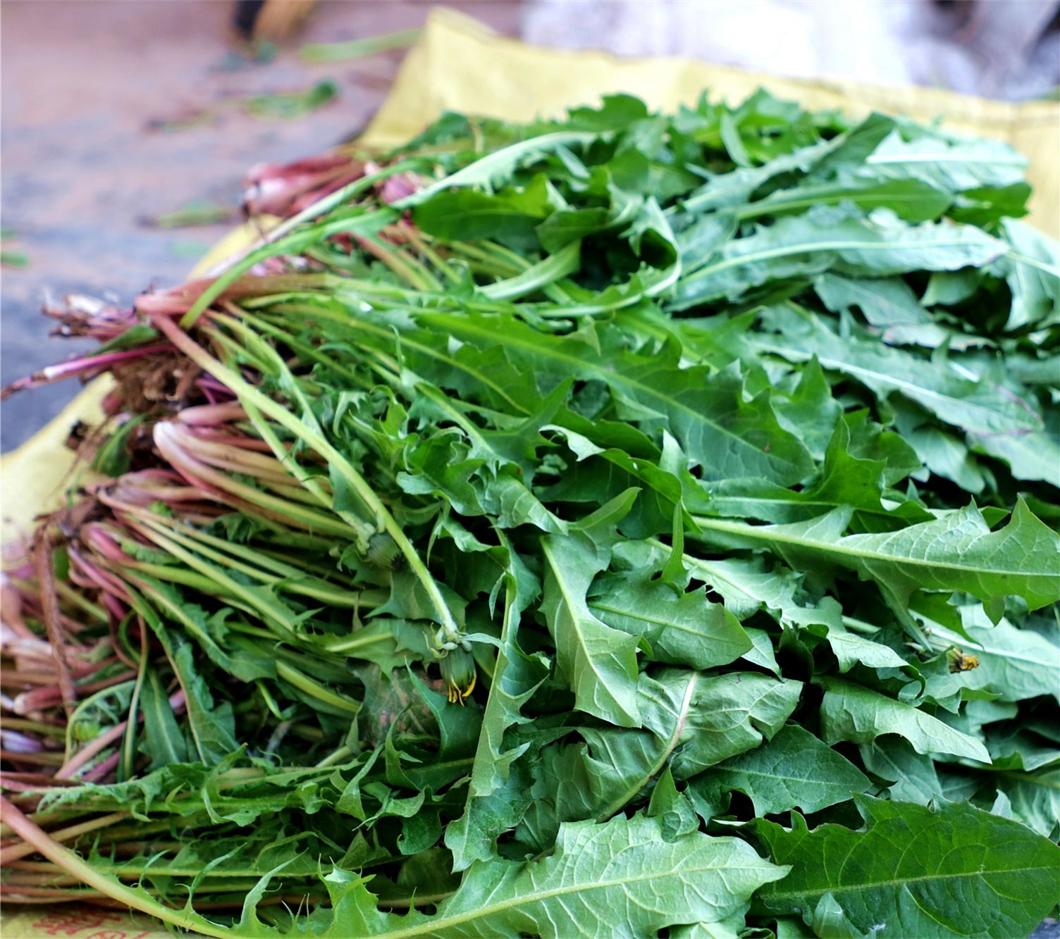 多梦易醒?这野菜也许让你一觉到天明儿!