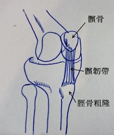 髕骨,髕韌帶,脛骨初學者在練習初期,沒有根據自己的實際身體情況,急於