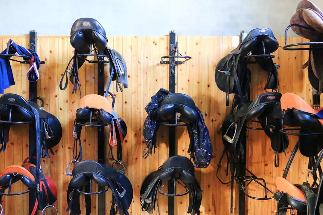 文末福利丨我最近有点飘连马术课都敢上了