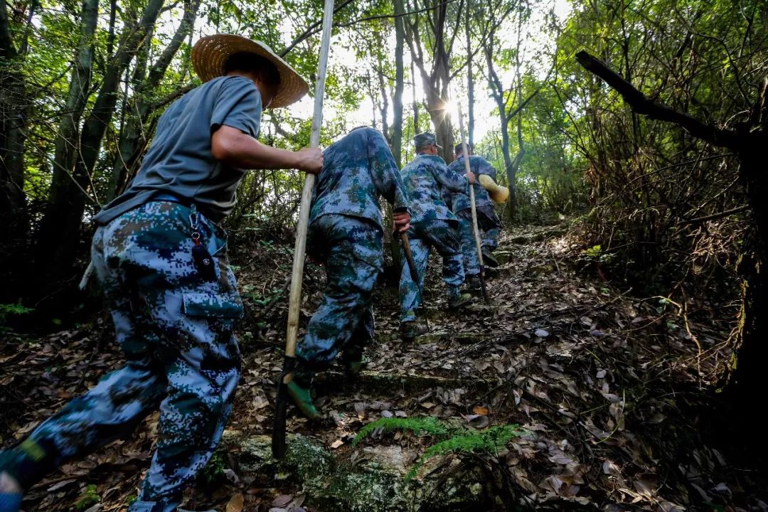 [视频]今日峡江的头条属于你们——大山里的护林人!