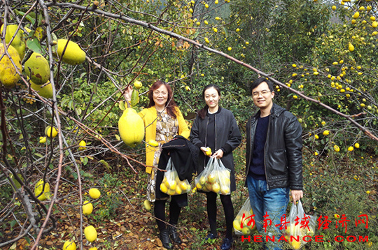 方城縣柳河鎮木瓜樹是小康路上