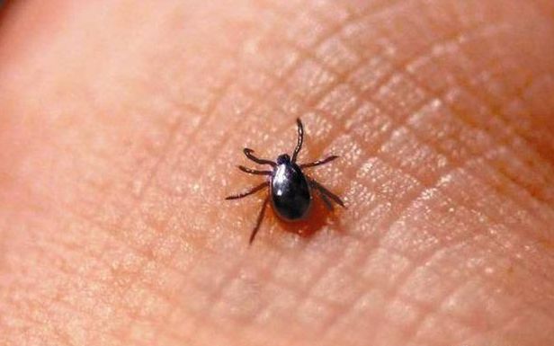 恙虫又称恙螨,沙虱,不到1毫米大,被其叮咬会急性发热,身上出现黑色