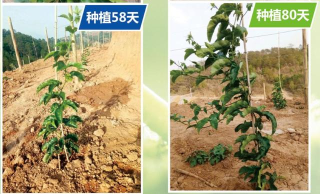 百香果双层垂帘式全程栽培方案_种植