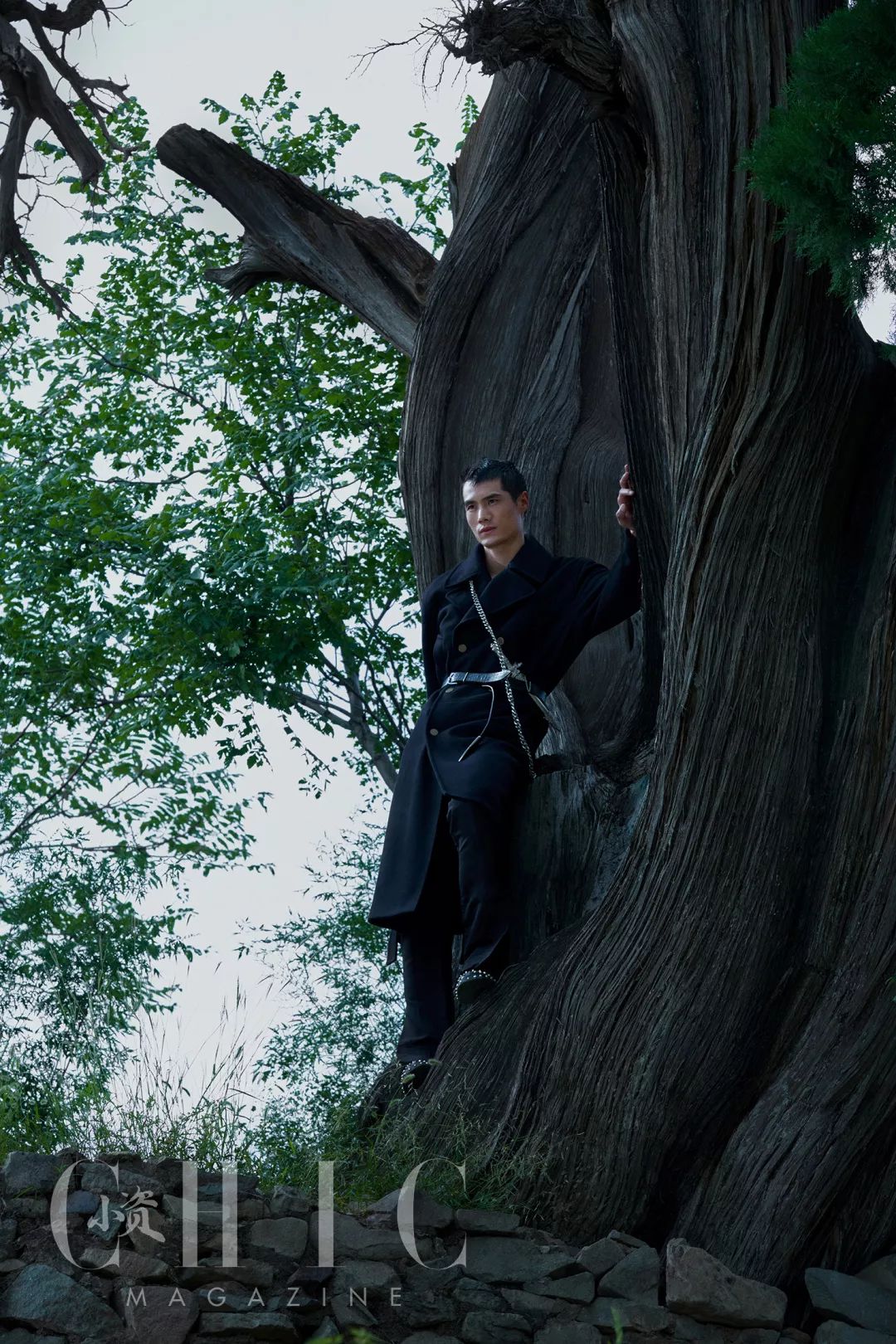 封面故事树上的男爵