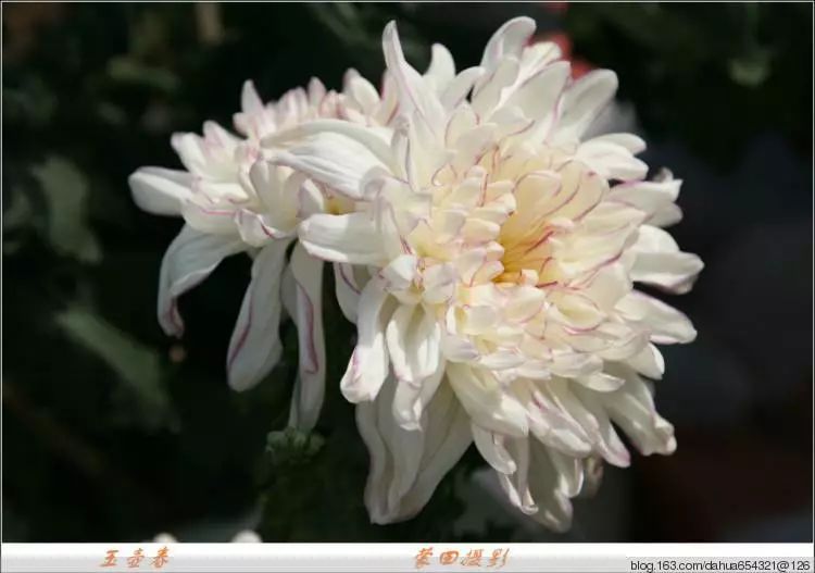 每日一花菊花玉壶春花玉白色似荷花