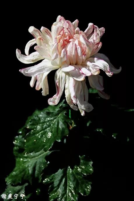 每日一花菊花玉壶春花玉白色似荷花