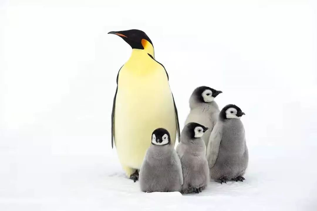 人与自然南极帝企鹅
