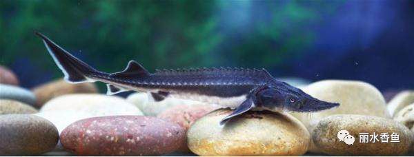 淡水定居种,也是鲟鱼中个体较大的种类,捕获的最大个体长达240cm,体重