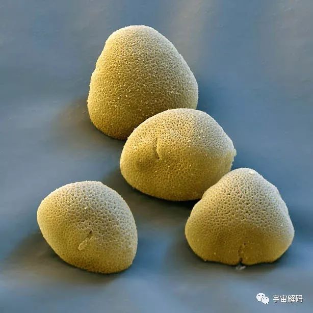 绝美景色显微镜下花粉颗粒图片