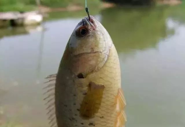 钓获一条猪母鳝小河貌不惊人但是蕴藏丰富这样的渔获过瘾