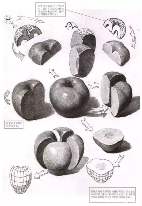 苹果结构素描 解构图片