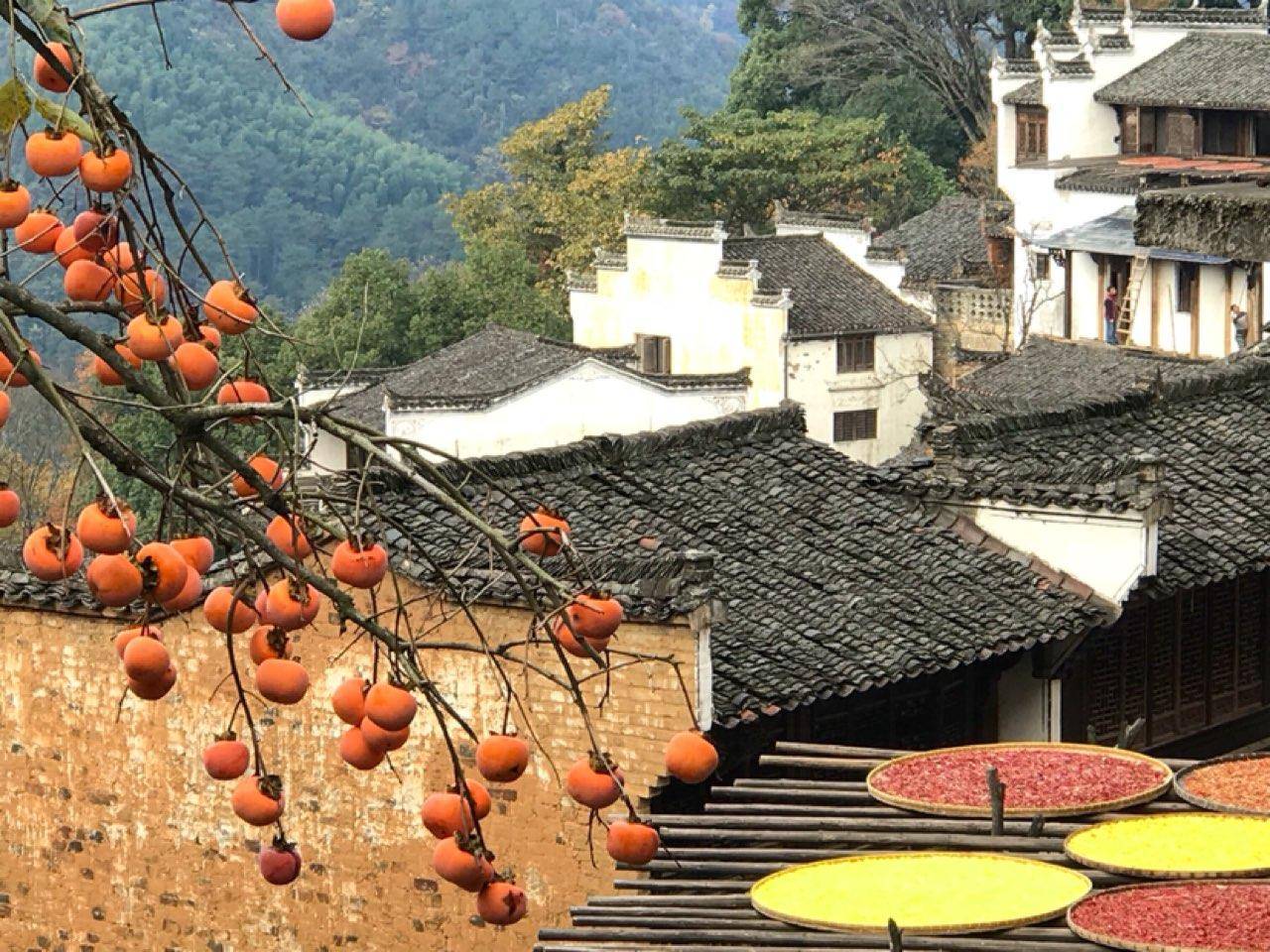 秋天,是婺源最美的季节,篁岭晒秋已经成了远近闻名的特色.