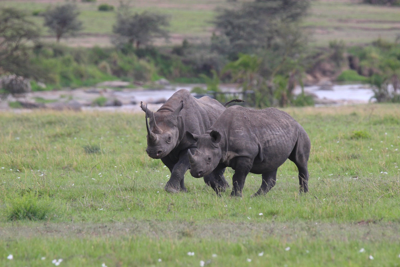 这9只黑犀牛最终将运往坦桑尼亚塞伦盖蒂动物保护区的萨萨科(sasakwa)