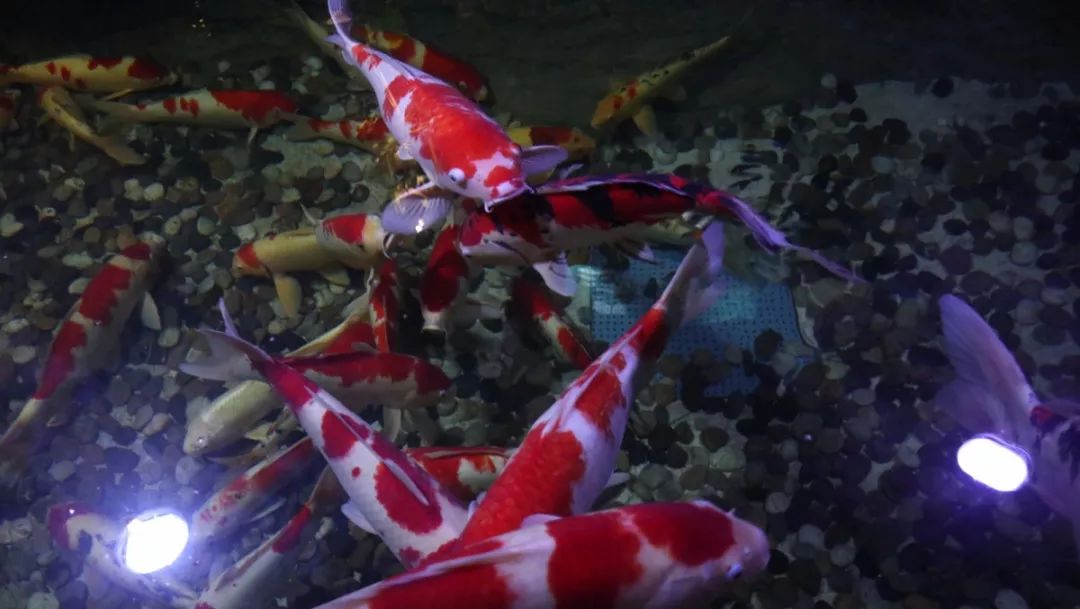 青島竟然有中國第一座水族館!連著海底世界,裡面長這樣._水母宮