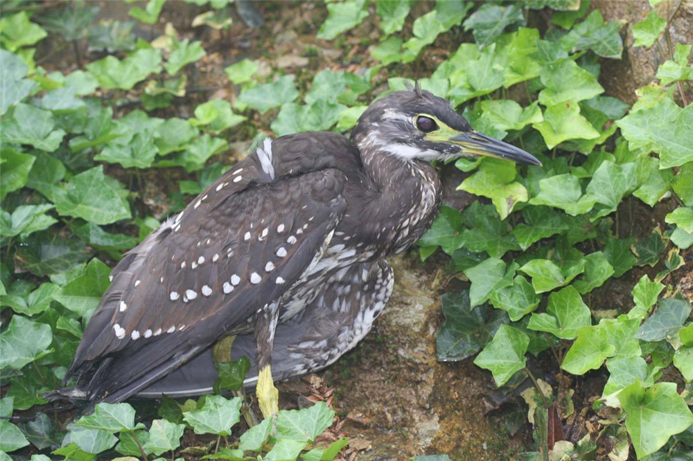 千岛湖发现长嘴怪鸟似鸭子又像鸵鸟一双大萌眼萌得路人不想走
